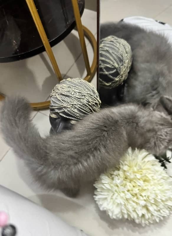 beautiful grey kitten cat 03318469577 2