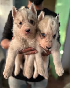 husky male pups