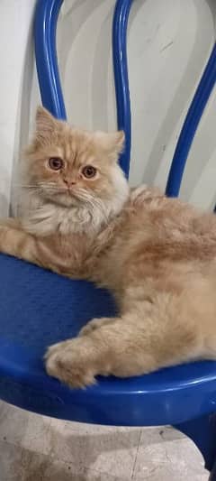 triple coated Persian male cat