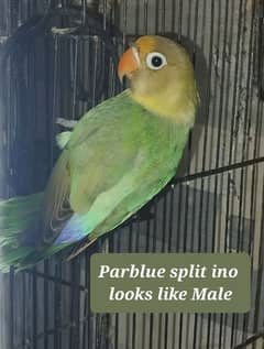 Lovebird fisher parblue split ino fishri blue slaty mauve dd fishery