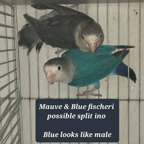 Lovebird fisher parblue split ino fishri blue slaty mauve dd fishery 1