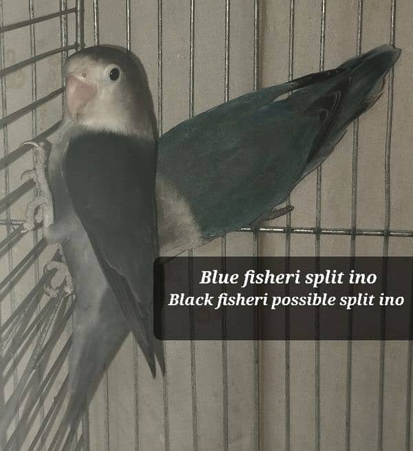 Lovebird fisher parblue split ino fishri blue slaty mauve dd fishery 3