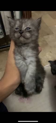 Persian kitten urgent sale