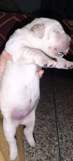 Labrador puppy imported Bloodline 03014615555