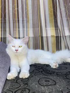 persian cat