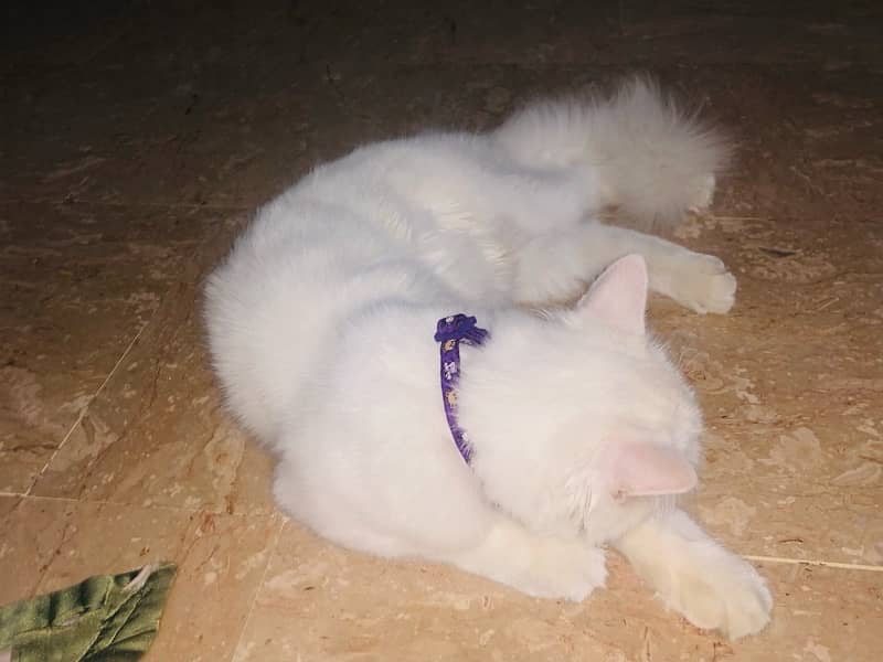 persian cat 4