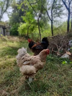 Brahma chicks pair