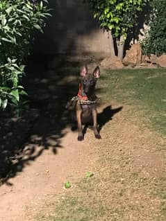 Belgium Malinois