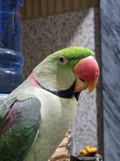 Raw parrot age 3 yrs