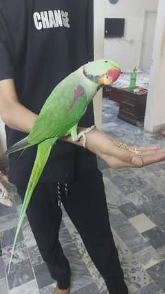 raw parrot Kashmiri