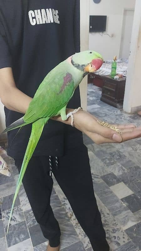 raw parrot Kashmiri 0