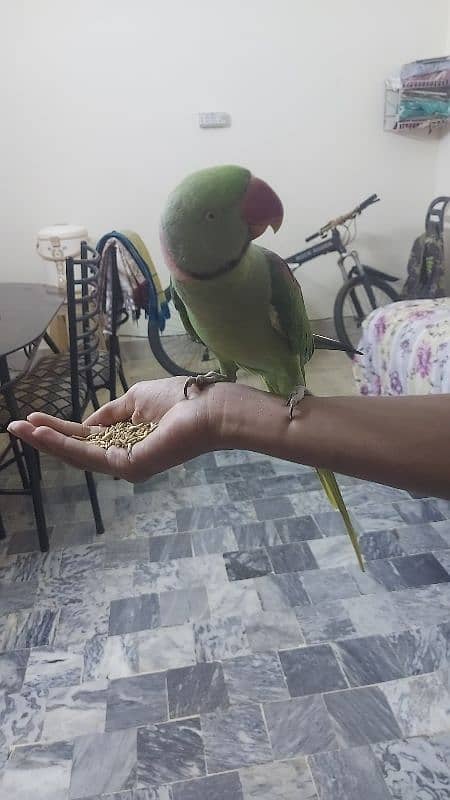 raw parrot Kashmiri 1