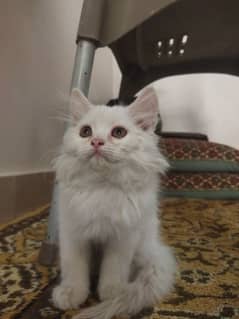 White Fluffy Persian kitten | Persian Cat For Sale