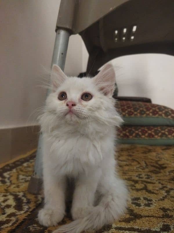 White Fluffy Persian kitten | Persian Cat For Sale 0