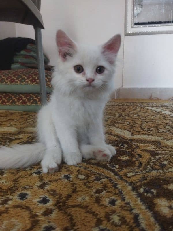 White Fluffy Persian kitten | Persian Cat For Sale 1