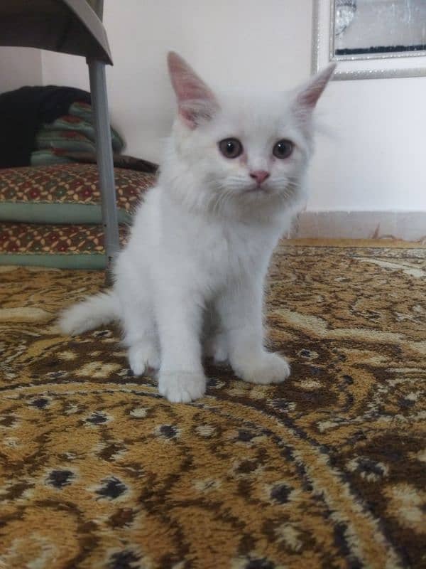 White Fluffy Persian kitten | Persian Cat For Sale 2