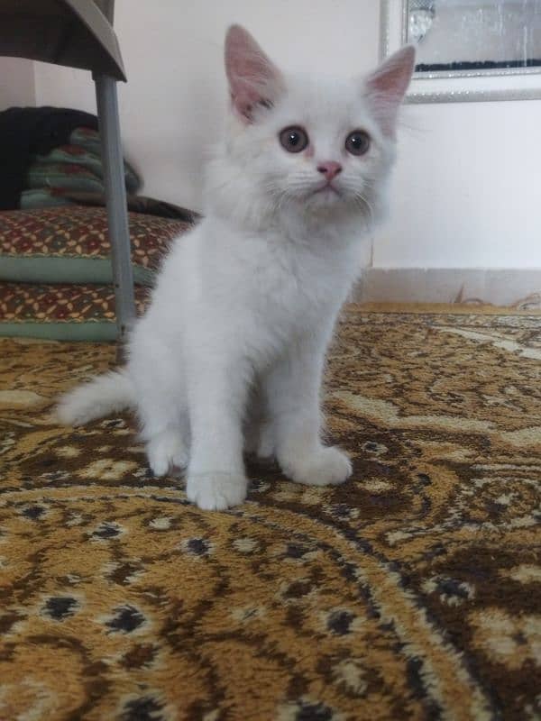 White Fluffy Persian kitten | Persian Cat For Sale 3