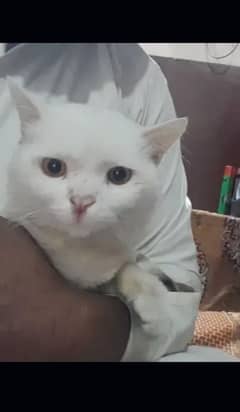 parsion male cat