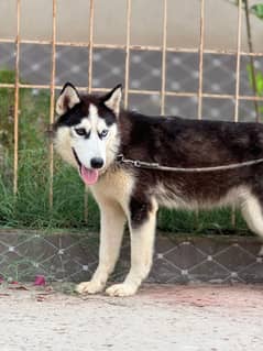 Females Siberian Husky