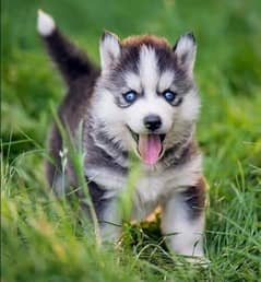 husky