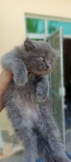 nebelung cat