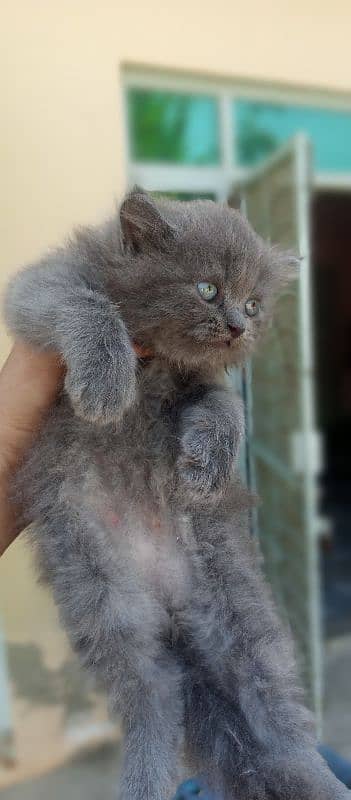 nebelung cat 0