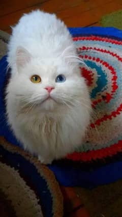 Persian cat