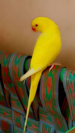 yellow ringneck handtame and talking pair