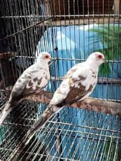 diamond pied dove breeder pairs