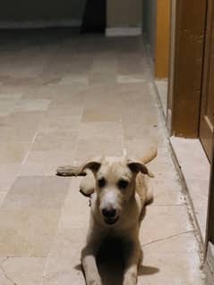 golden retriever puppy