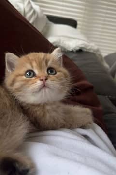 GOLDEN BRITISH SHORTHAIR KITTENS, hypoallergenic,imported from canada