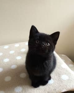 BLACK BRITISH SHORTHAIR KITTEN,hypoallergenic,shipped from Canada,rare