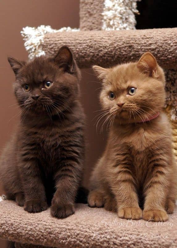 BLACK BRITISH SHORTHAIR KITTEN,hypoallergenic,shipped from Canada,rare 2