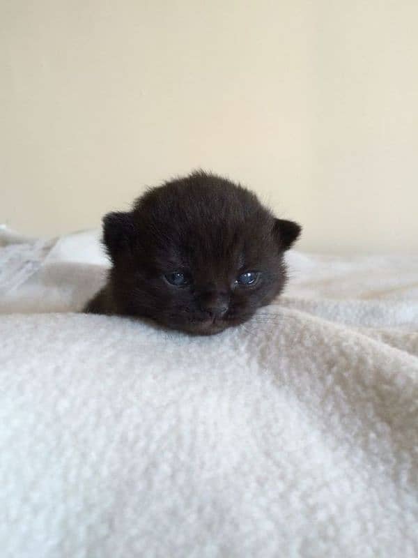 BLACK BRITISH SHORTHAIR KITTEN,hypoallergenic,shipped from Canada,rare 3