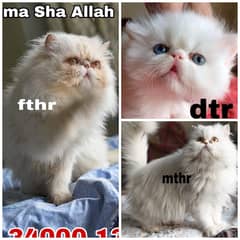 CFA peki bloodline pure peke  face international standard  kitten