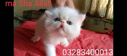 Pure pershion CFA peki bloodline pure peki face odd eyes female kitten