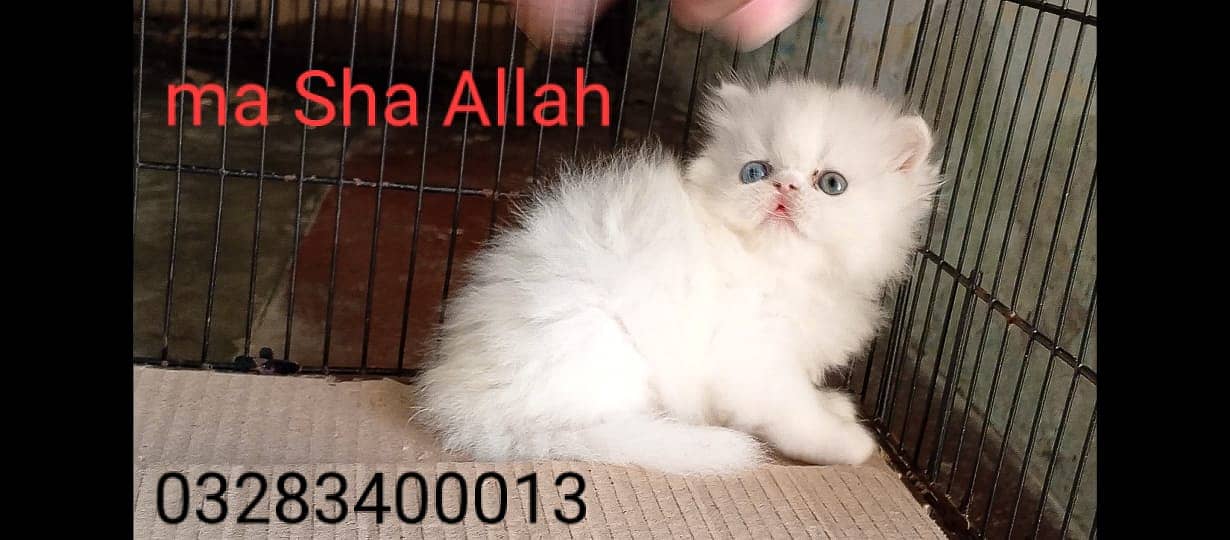 Pure pershion CFA peki bloodline pure peki face odd eyes female kitten 2