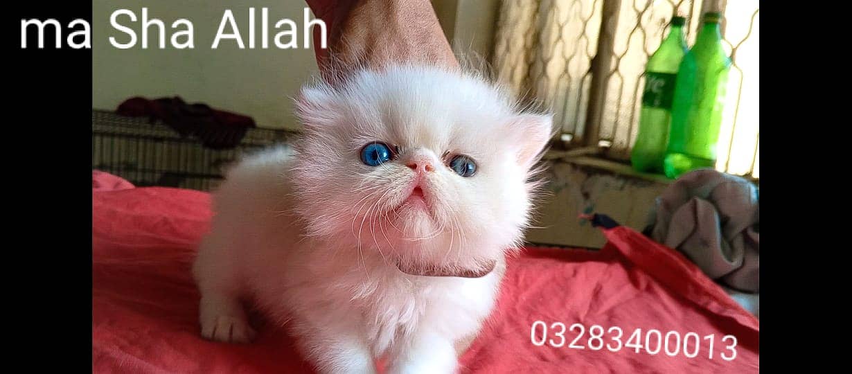 Pure pershion CFA peki bloodline pure peki face odd eyes female kitten 5