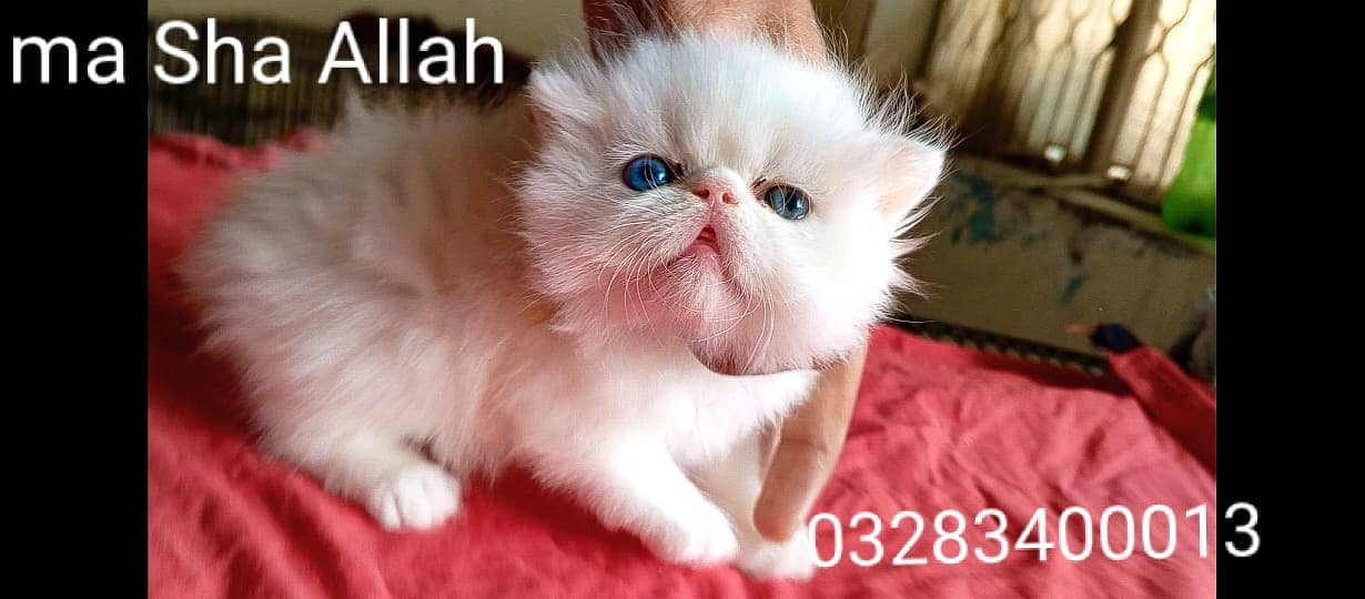 Pure pershion CFA peki bloodline pure peki face odd eyes female kitten 6