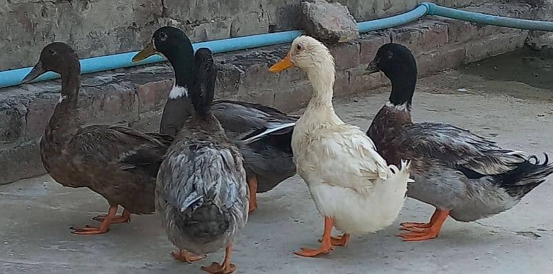 Desi Ducks Pairs 0