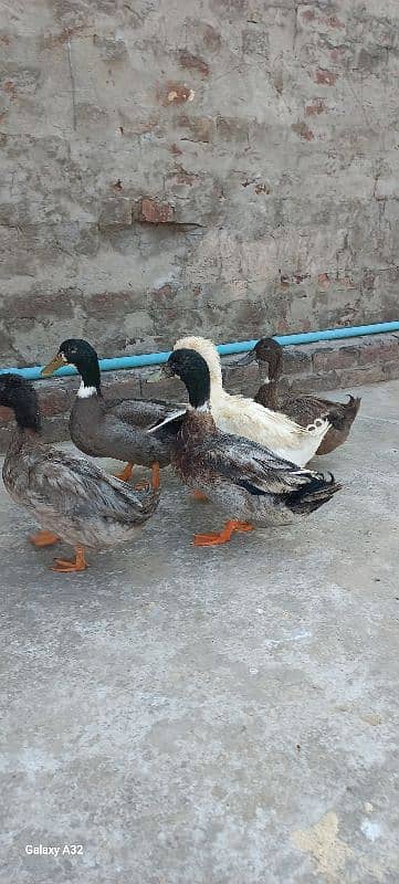 Desi Ducks Pairs 1