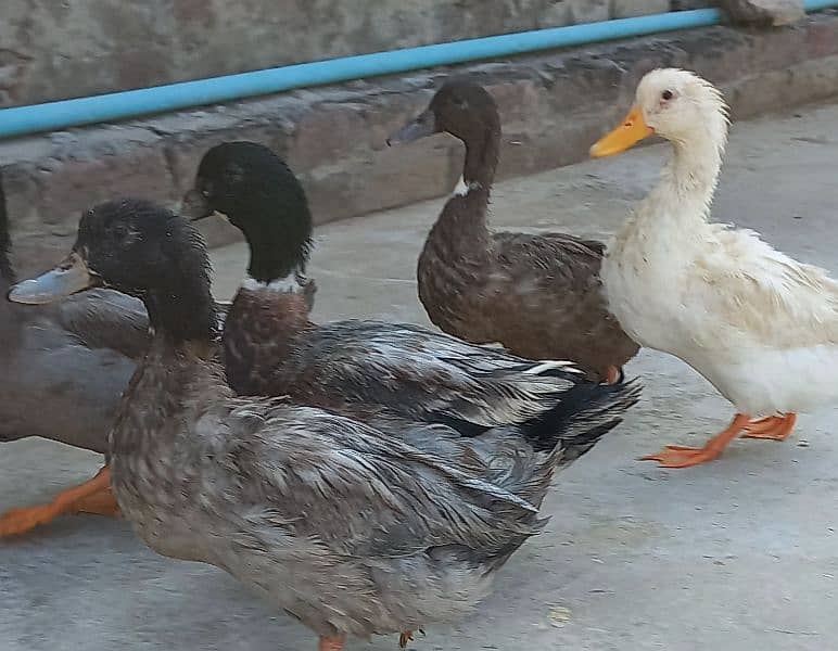 Desi Ducks Pairs 2