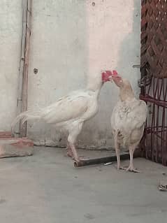 pure white male female for sale WhatsApp 03145398019 Gujranwal