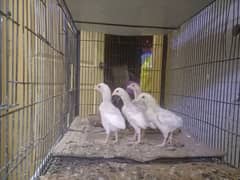 Shamo | White Shamo Chicks | Chicks | Eggs | shamo chicks | King shamo