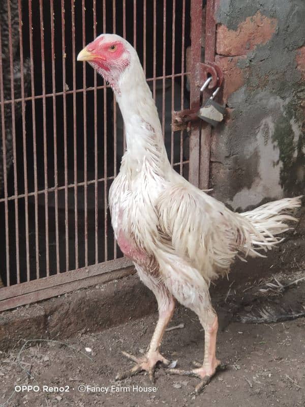 Shamo | White Shamo Chicks | Chicks | Eggs | shamo chicks | King shamo 8