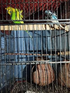 5 portion Cage, Hogoromo pair, Peach face Pair, single male cocktail