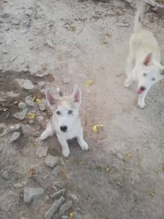 Husky puppies pair