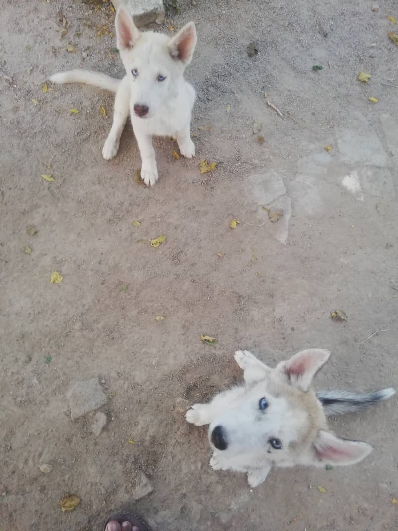 Husky puppies pair 1