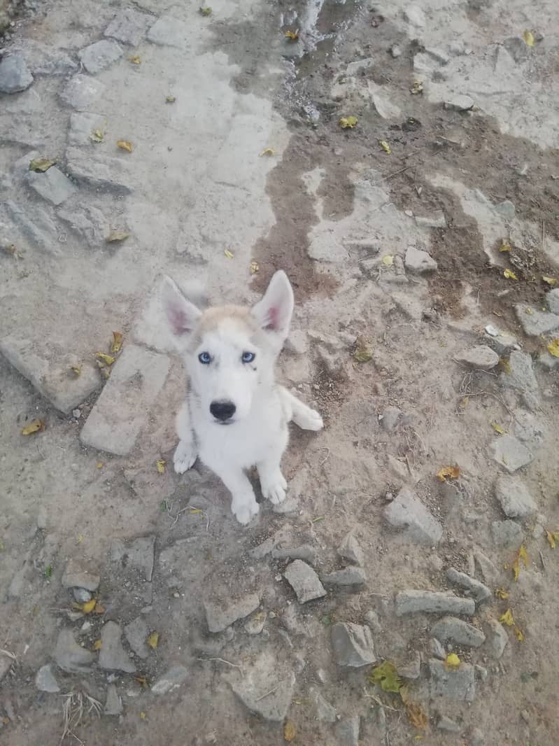 Husky puppies pair 3