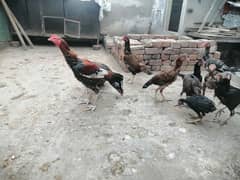 Aseel Mianwali Breeder pair or pathy pathi